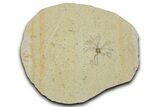 Floating Crinoid (Saccocoma) Fossil - Solnhofen Limestone #353554-1